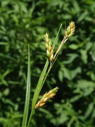 Carex davisii